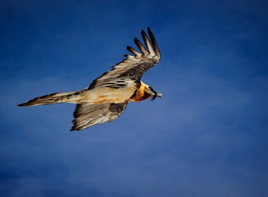 Bearded Vulture Crete Greece Bearded Vulture Crete Greece