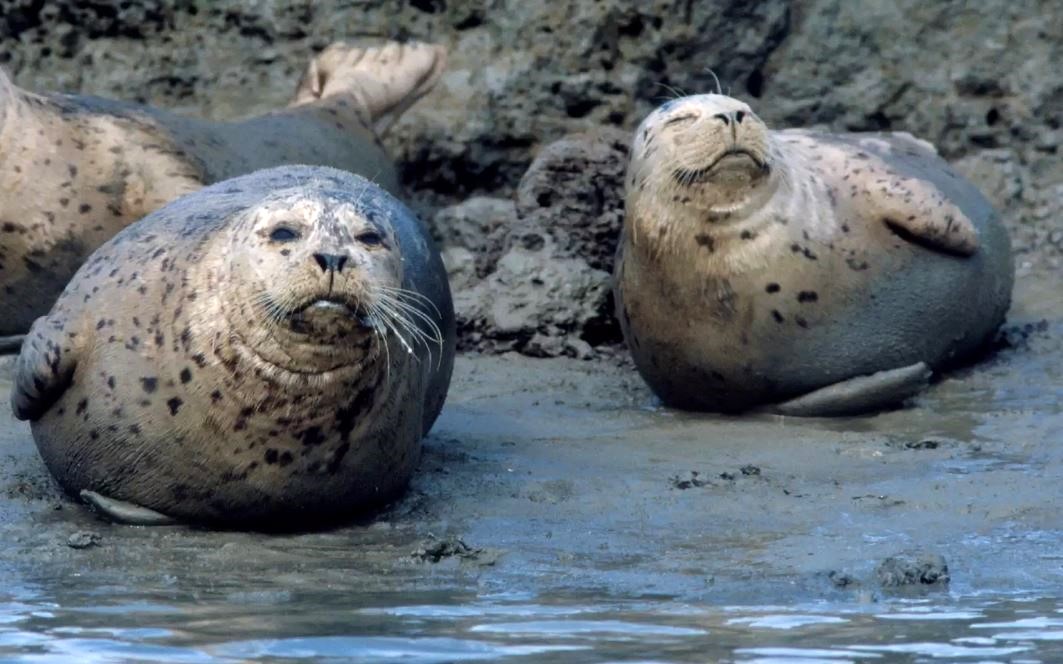 Harbor Seals at Carmel by the Sea CA