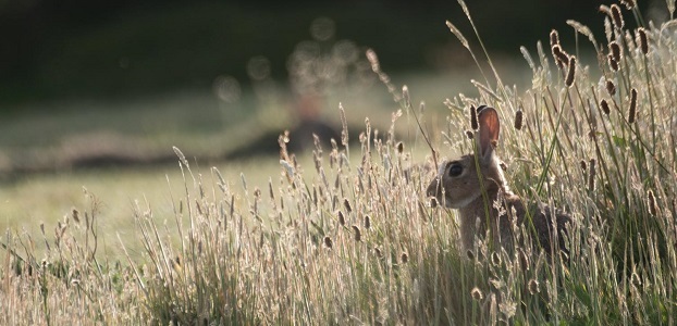 Hare in Cornwall UK