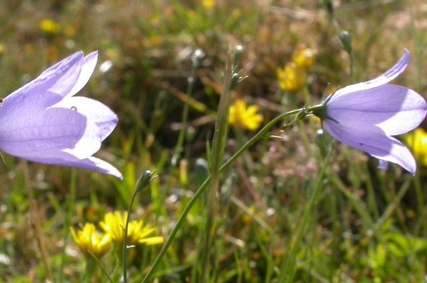 Harebell Cotswolds UK Harebell Cotswolds UK