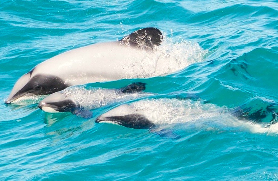 Hector's Dolphins in Akaroa NZ Hector's Dolphins in Akaroa NZ