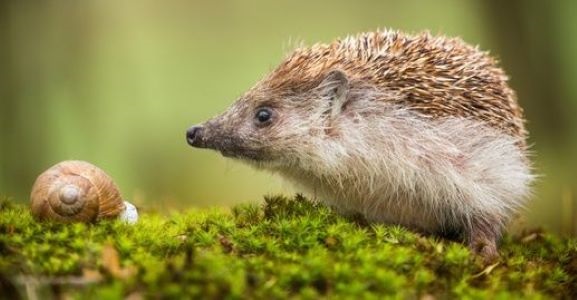 Hedgehog in Cornwall UK
