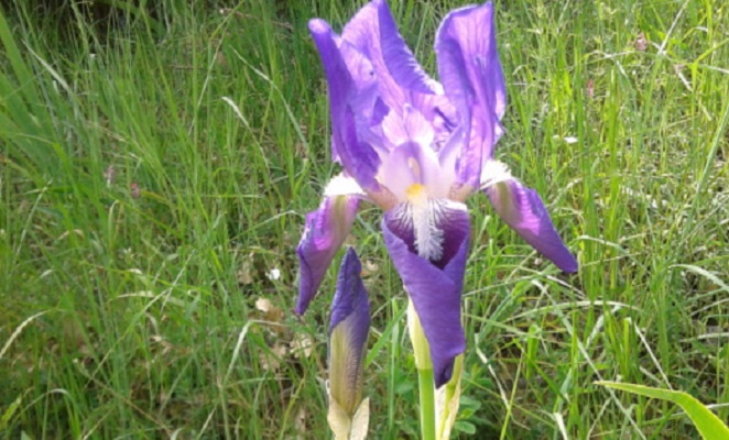 Iris Marsica - Wild Iris