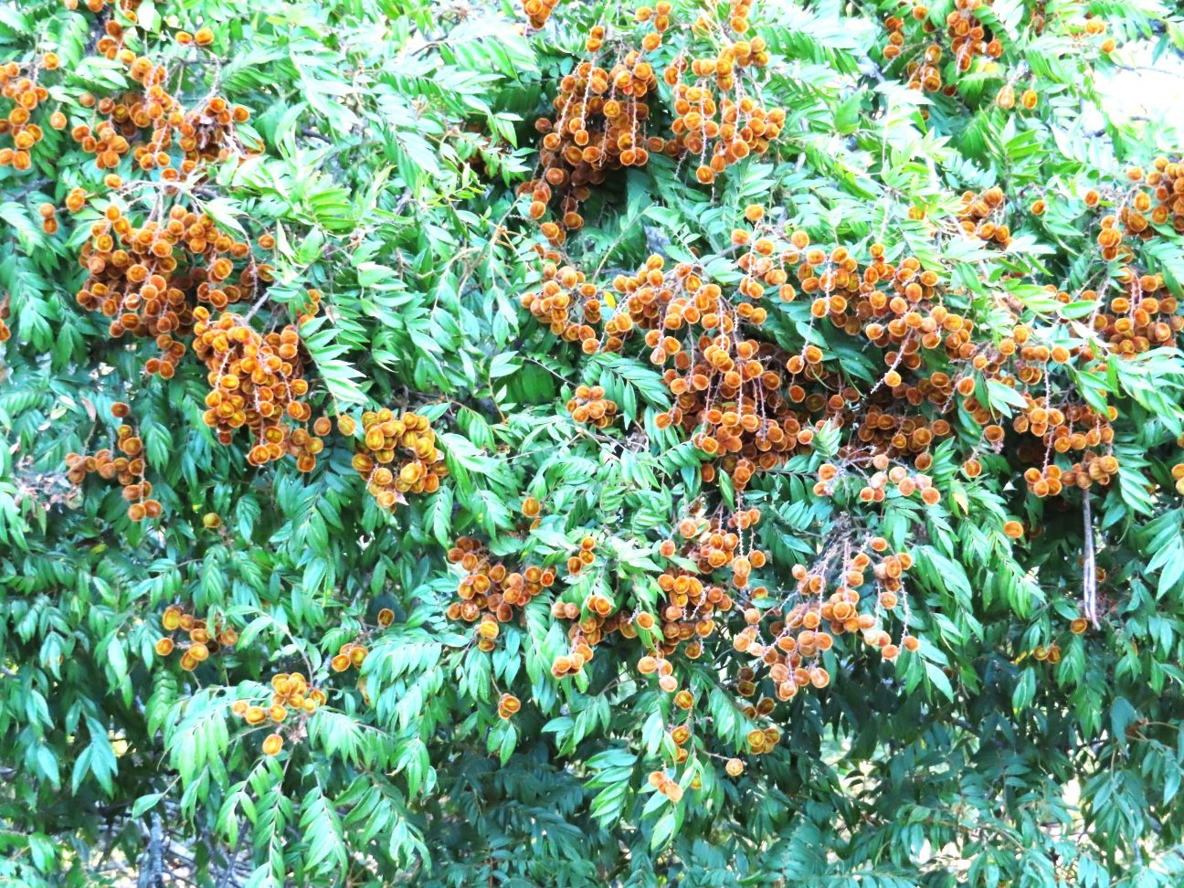 Jagera Tree in Fruit