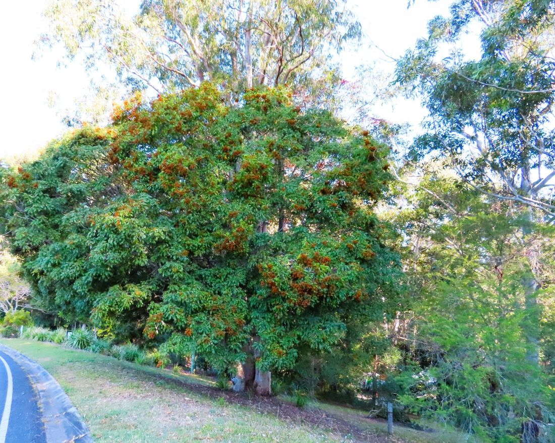 Jagera Tree at our Cottage