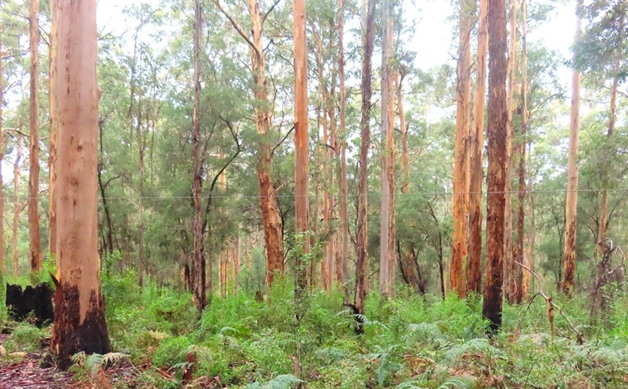 South West Karri Forest - Western Australia South West Karri Forest - Western Australia