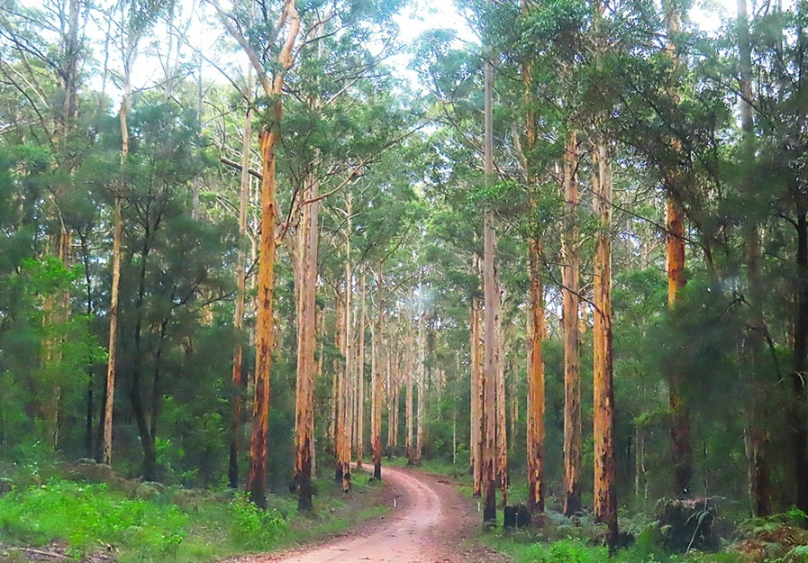 Karri Tree welcome at Green Cabin Beedleup Karri Tree welcome at Green Cabin Beedleup