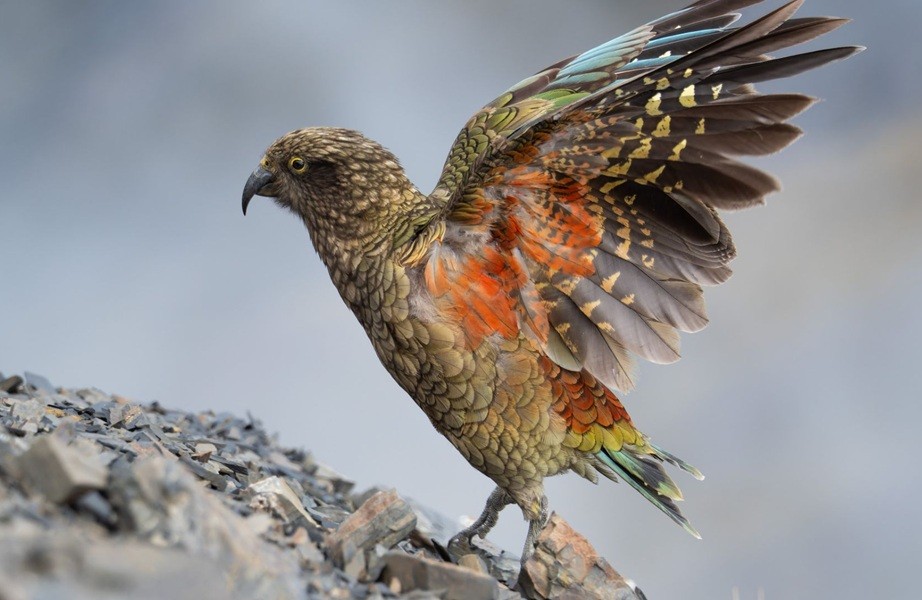 Kea New Zealand Kea New Zealand