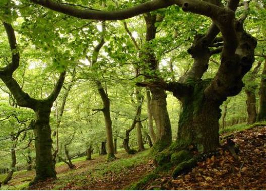 Kellerwald Edersee National Park Germany