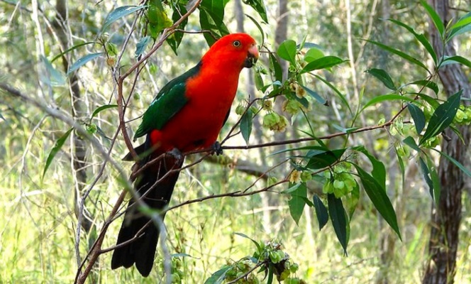 King Parrot Qld Australia King Parrot Qld Australia