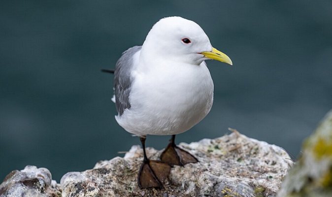 Kittiwake Scotland