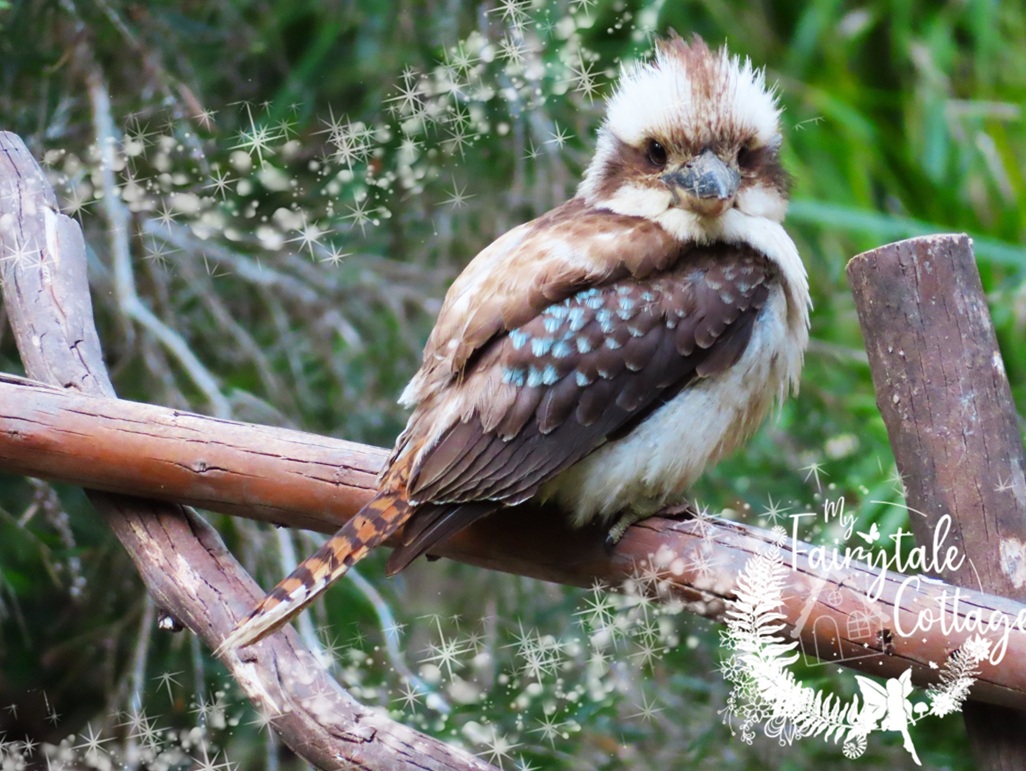 Kookaburra at My Fairytale Cottage