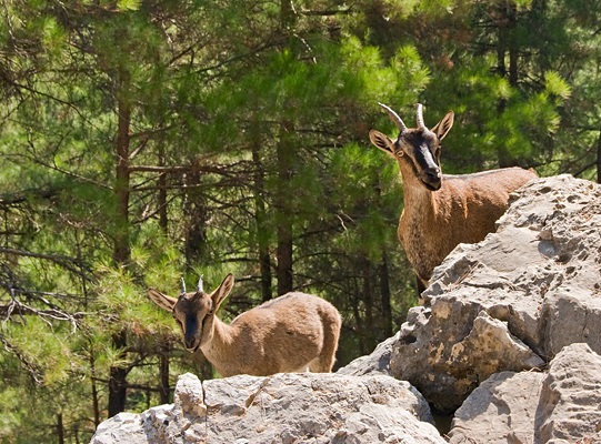 Kri Kri Goats Crete Greece Kri Kri Goats Crete Greece