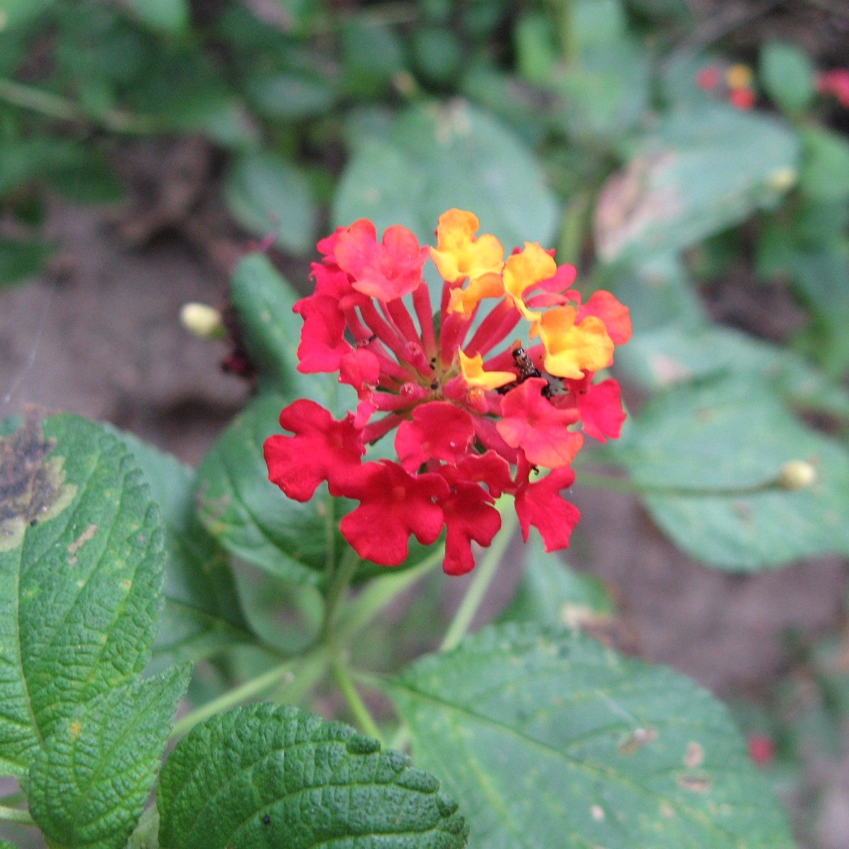Lantana weed plant in our garden