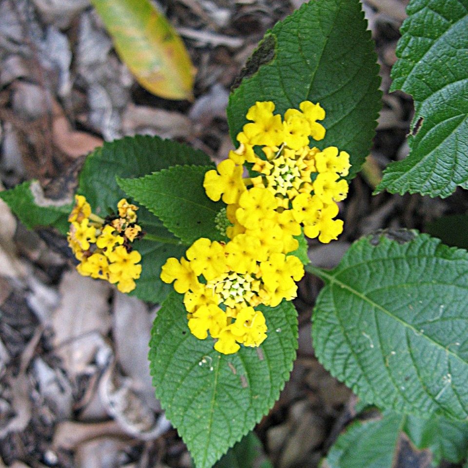 Lantana weed plant in our garden