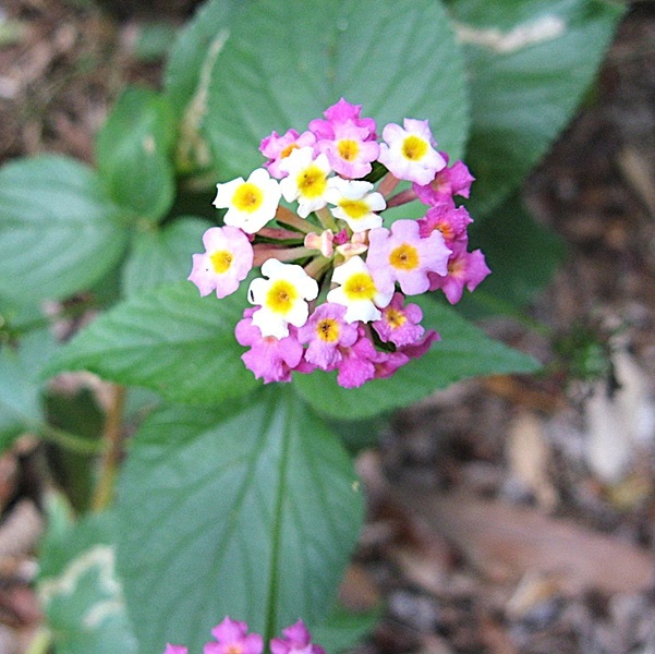 Lantana weed plant in our garden