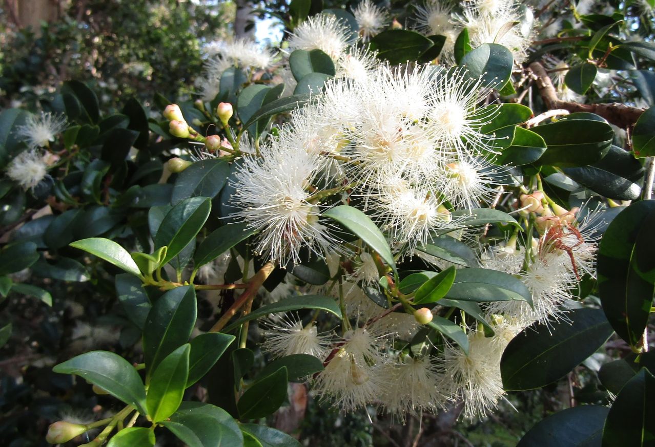 Lilly Pillys Flowering