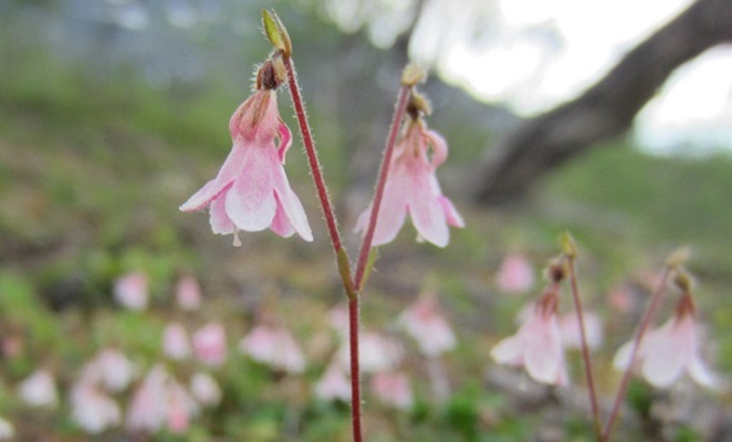 Twinflower Sweden