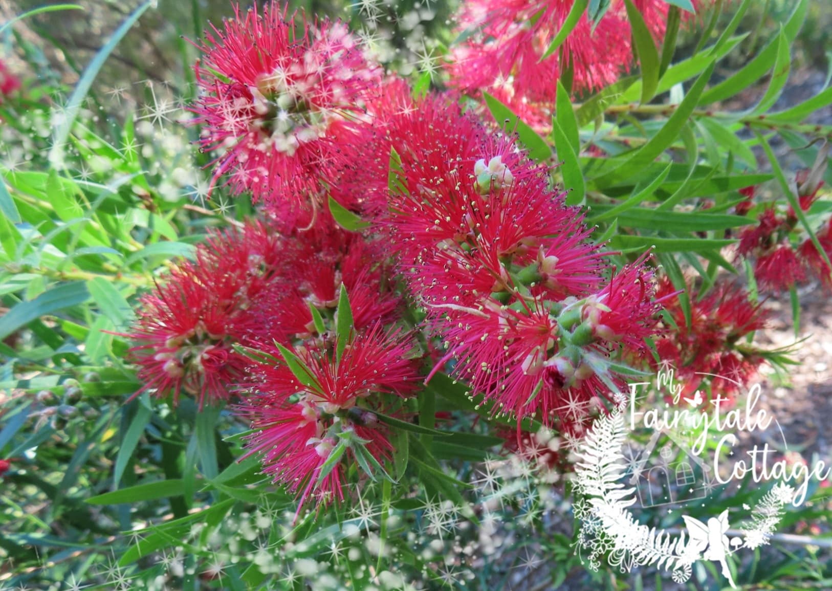 Red Bottlebrush Flowers