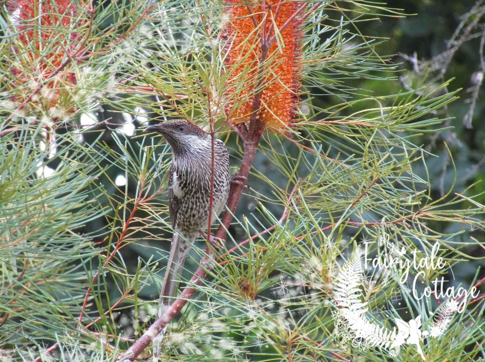 Little Wattle Bird