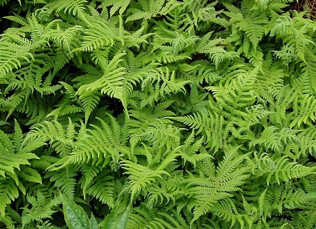 Long Beech Ferns in the Black Forest, Germany