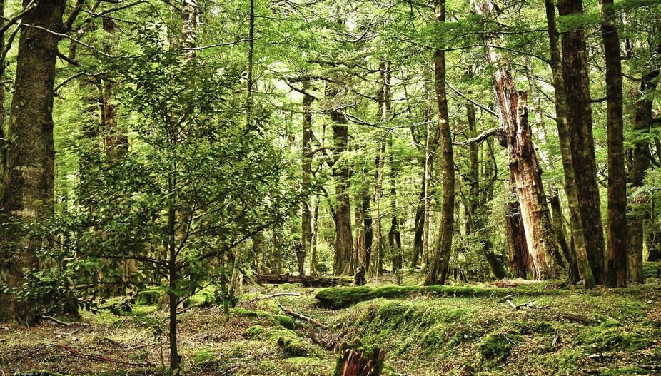 Lothlorien Tour Queenstown New Zealand Lothlorien Tour Queenstown New Zealand