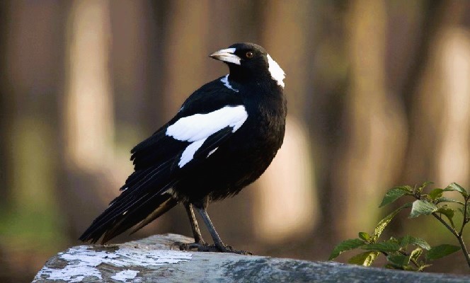 Australian Magpie Australian Magpie