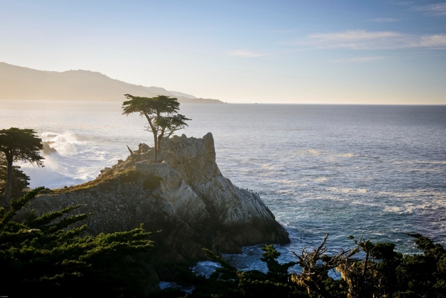 Monterey Cypress - Pebble Beach California