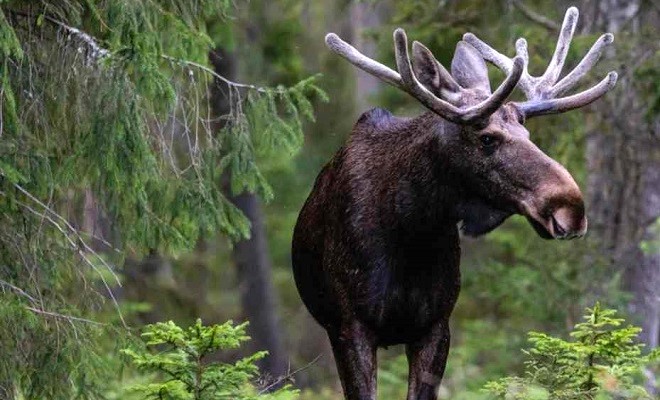 Moose in Sweden