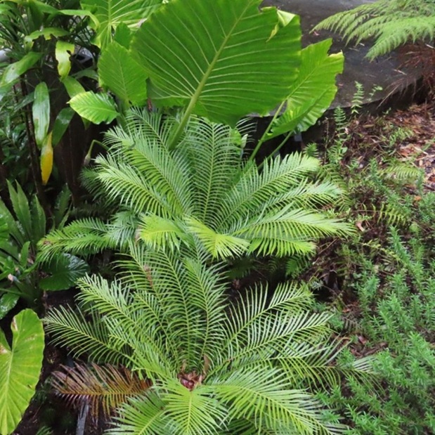 Native Plants we planted