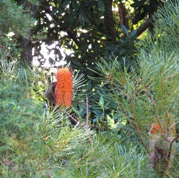 Native Plants we planted