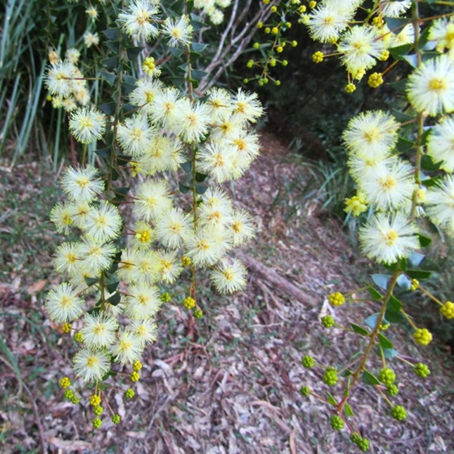 Native Plants we planted