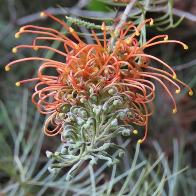 Native plants we have planted