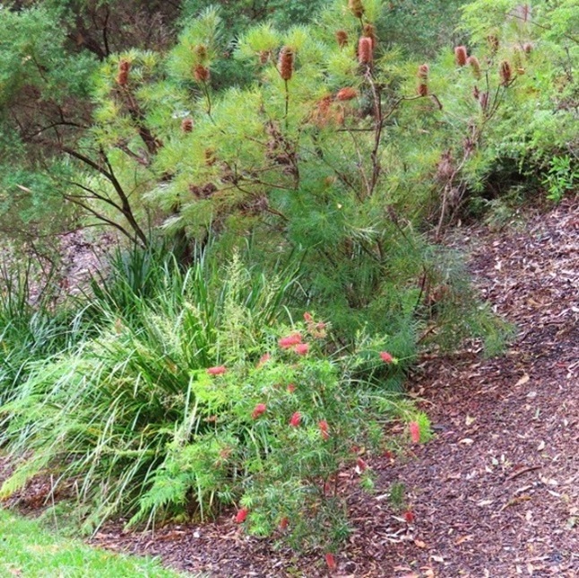 Plants we have been planting