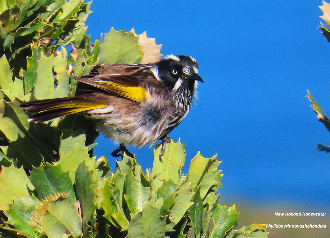 New Holland Honeyeater New Holland Honeyeater