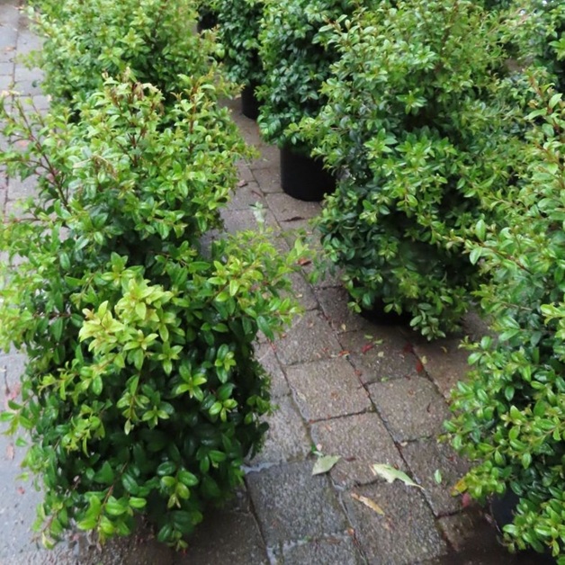 Native Plants we planted