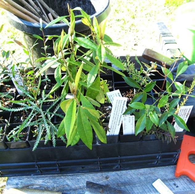 Native Plants we planted