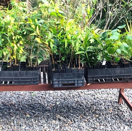 Native Plants we planted