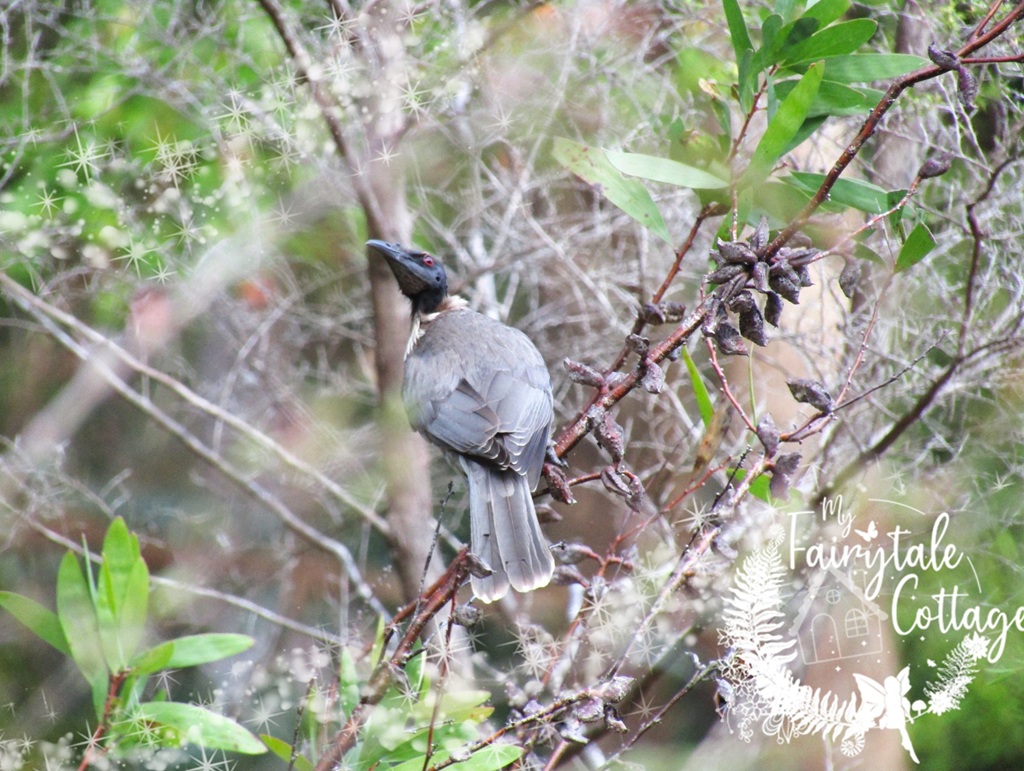 Noisy Friarbird at Cottage