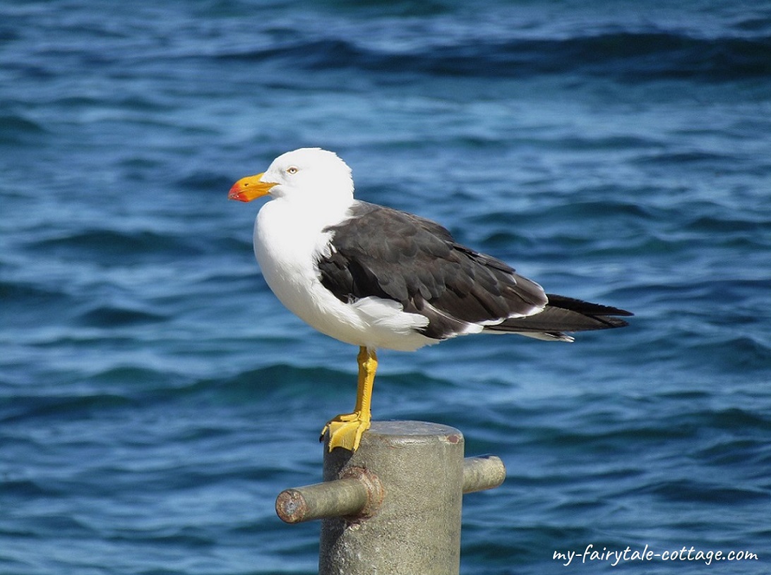 Pacific Gull - Tasmania