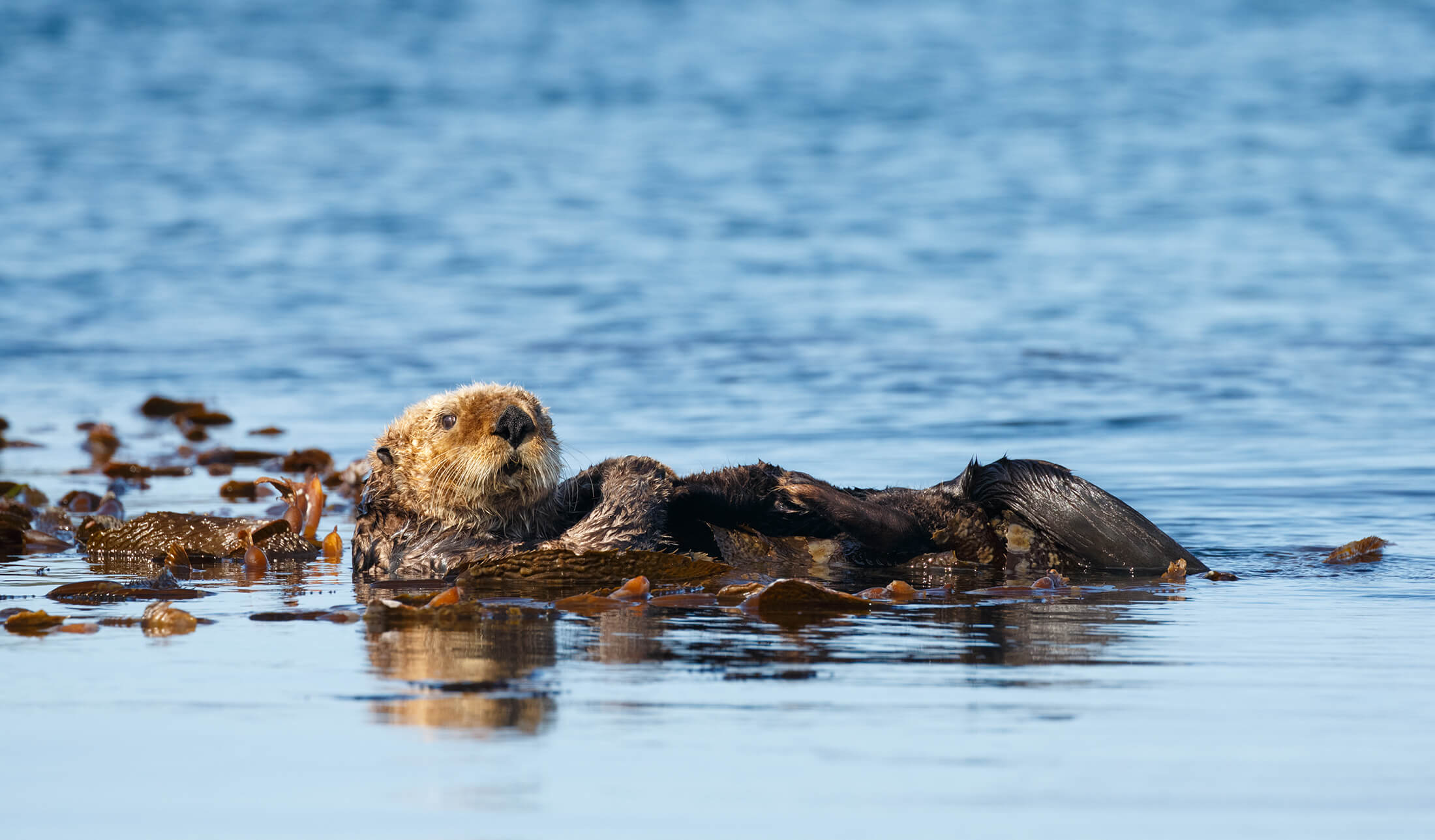 Sea Otter at Pebble Beach CA Carmel by the Sea