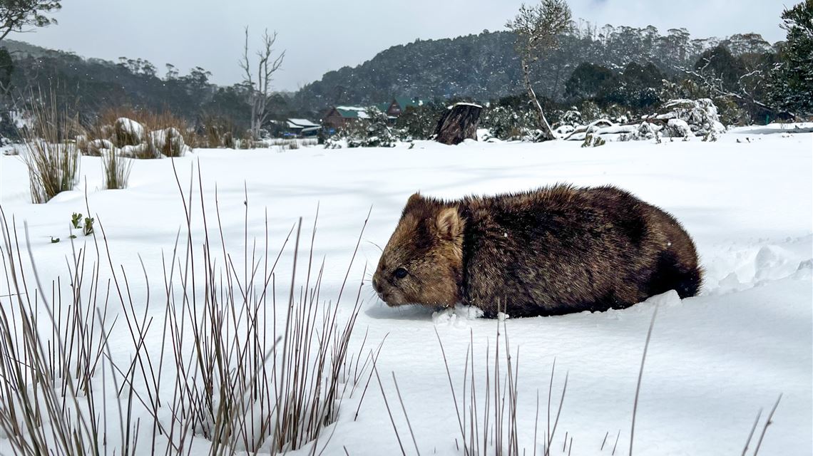 Peppers Cradle Mountain Lodge Wombat Tasmania Australia Peppers Cradle Mountain Lodge Wombat Tasmania Australia