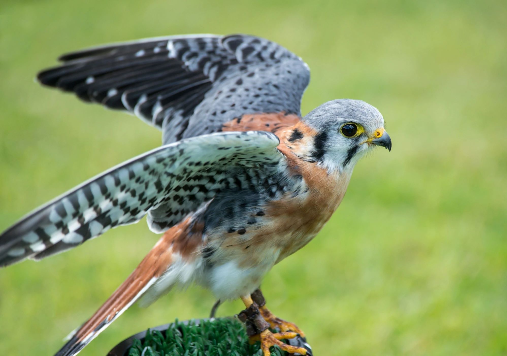 Peregrine Falcon Cornwall UK
