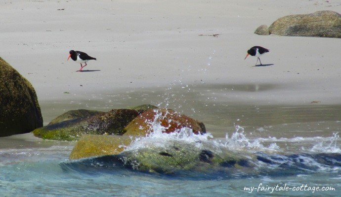 Pied Oyster Catchers Tasmania