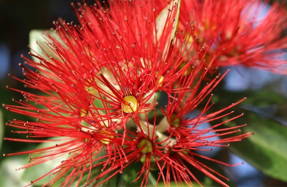 Pohutukawa flower - New Zealand Pohutukawa flower - New Zealand