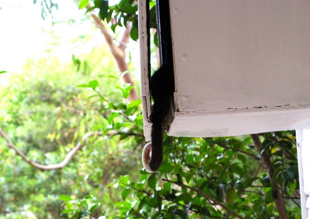 Possum Tail in Electricity Box - Bush Cottage NSW