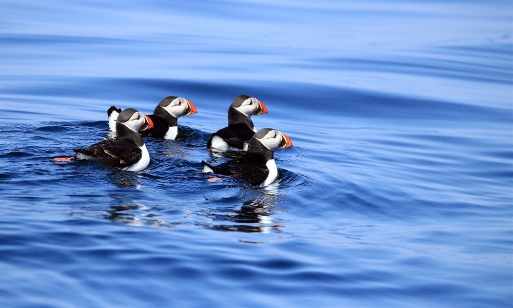 Puffins off the coast of Wales, UK Puffins off the coast of Wales, UK