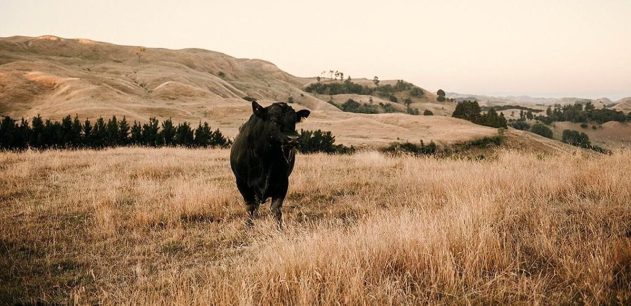 Rabbiter's Cottage Farm Kahuranaki NZ
