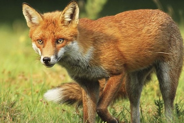 Red Fox