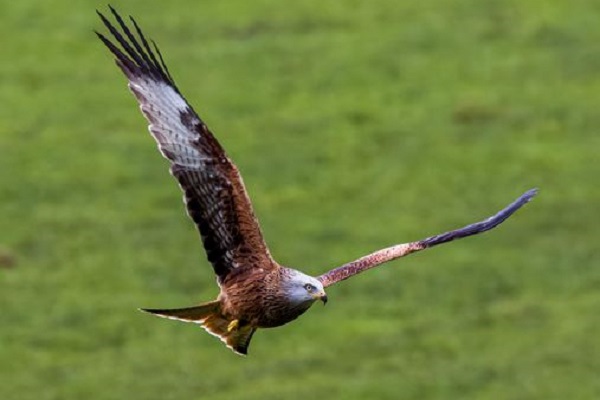 Red Kite - Raptor - Ireland Red Kite - Raptor - Ireland